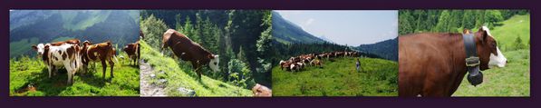 Sejour-en-massif-des-Bauges-juillet-2013-montage--vaches.jpg