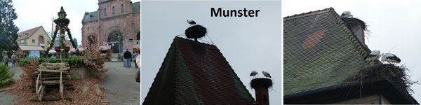 6.-Munster.jpg
