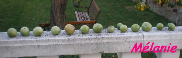 dernières tomates