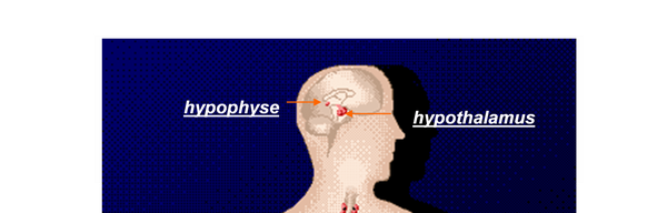 Hypophyse-et-hypothalamus.png