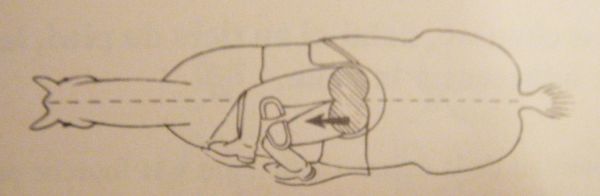 equitation-en-amazone-position.JPG