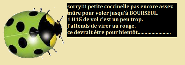 coccinelle-2.png