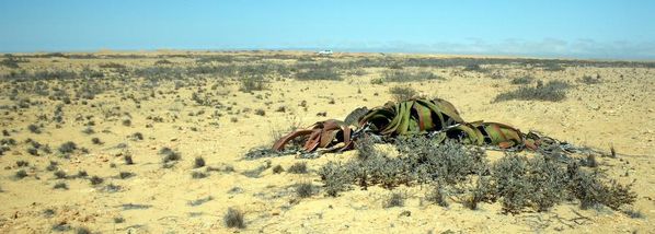 welwitschia 2
