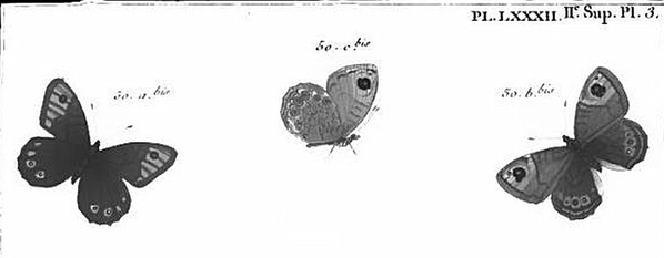 Lasiommata-maera-engramelle-1780-Ariane-Pl-82-fig.50.png