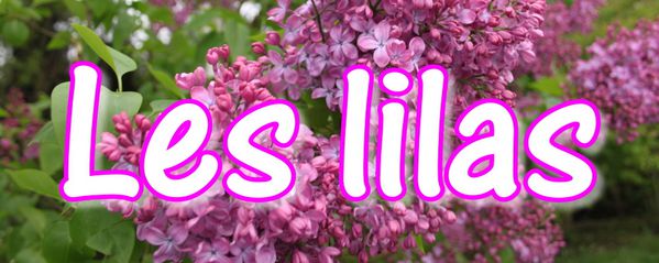 d2. Les Syringas (Lilas)