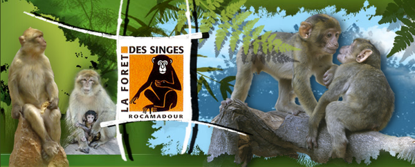 forêt des singes rocamadourCapture-d-ecran-2010-07-19-a-11.28.26.png