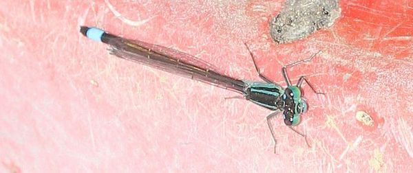 Agrion élégant Ischnura elegans