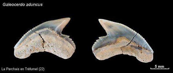 Galeocerdo aduncus 04