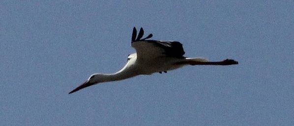 cigogne (9)