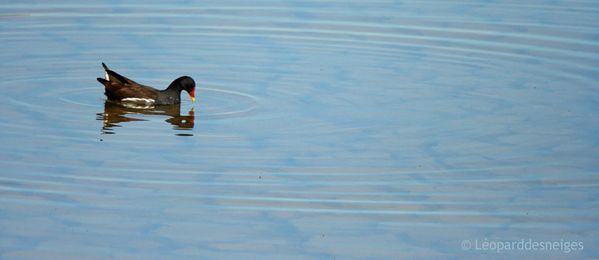 00 b09-37-1 Gallinule poule d'eau 08