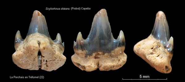 Scyliorhinus distans