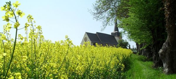 fonsommeglisecolza2.jpg