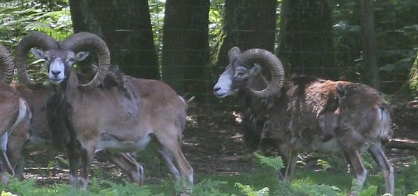 mouflons de corse