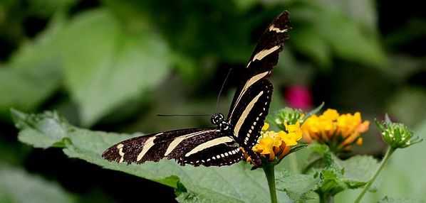 heliconius charithonia (3)