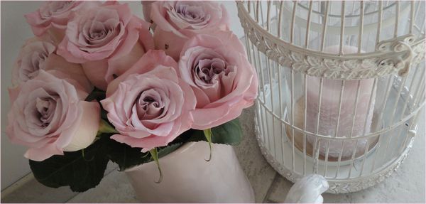 rose douceur