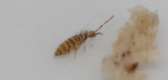 Collembolle Entomobrya multifasciata (2)