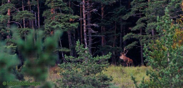 00 b09-33 Cerf 08