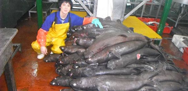 requins.jpg