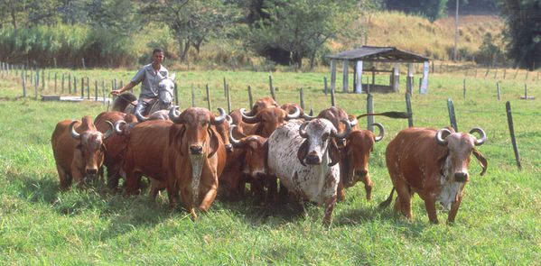 Brazilian Gyr Cattle photo Scott Bauer wikipedia