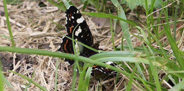 araschnia-levana--2-.jpg
