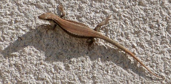 lezard-020713-2.jpg