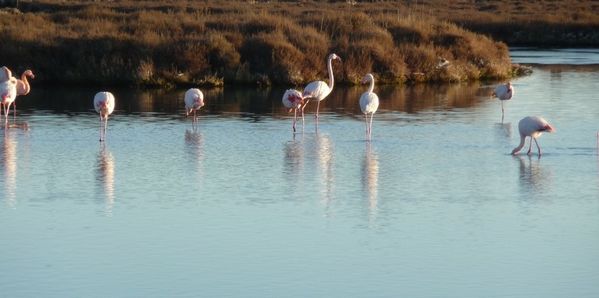 FLAMANTS2