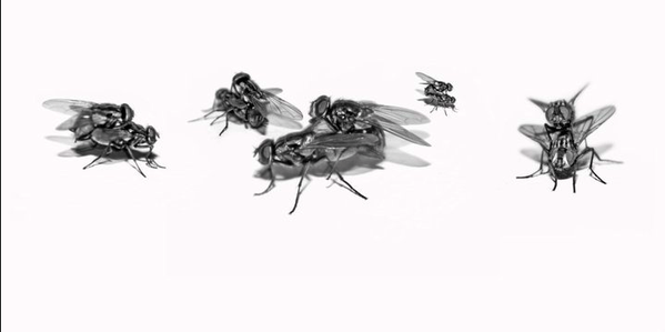 Image-3.png