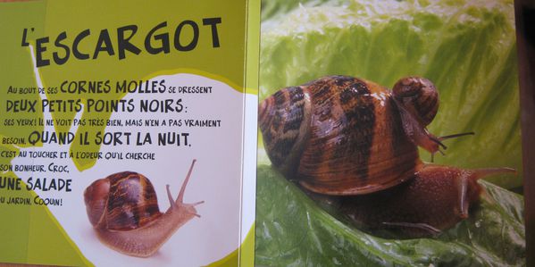 oeil escargot