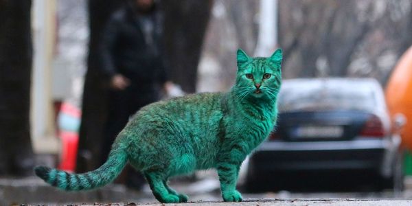 sem14decc-Z6-On-ignore-d-ou-le-chat-tire-sa-coloration-vert.jpg