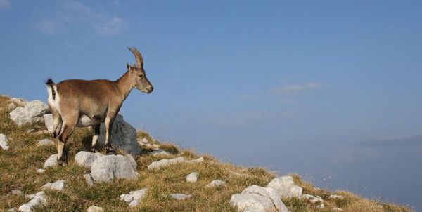 120909 Bouquetin 006