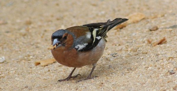 oiseaux-passereaux-8567.jpg