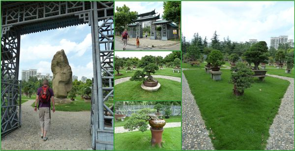 07-shg-Century park-Bonsais