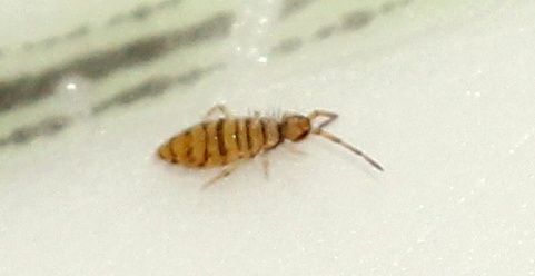 Collembolle-Entomobrya-multifasciata--4-.JPG