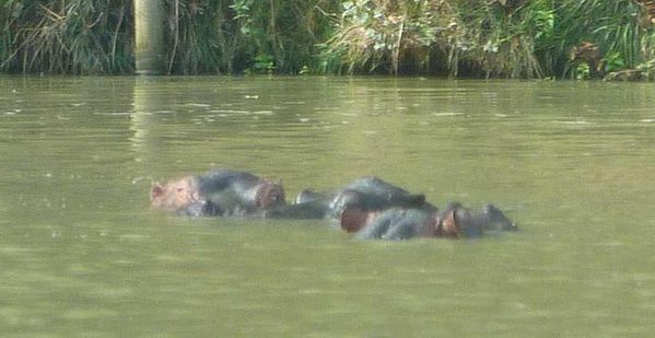 hippopotames thoiry
