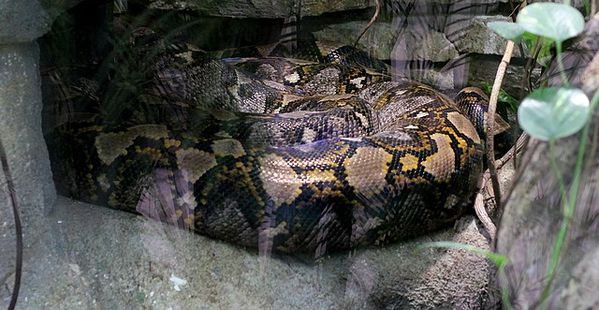 python molure