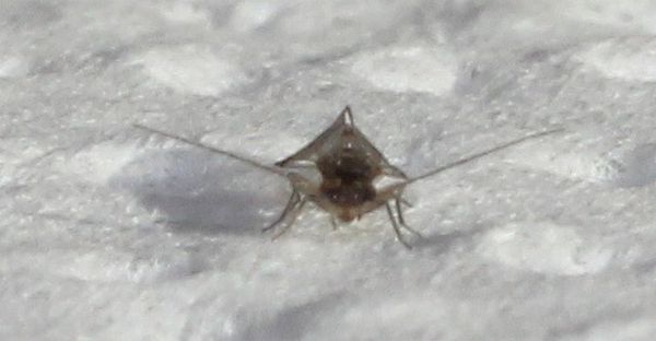Ectopsocus briggsi (7)