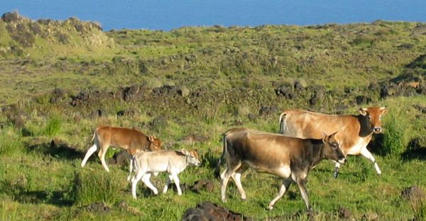vaches d'Amsterdam photo François Colas (1)