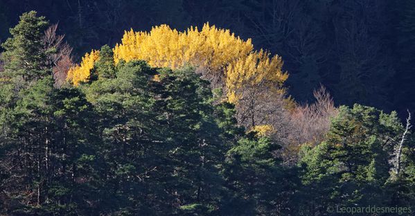 b10-37-2 Forêt automnale 04