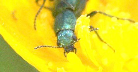psilothrix viridicoeruleus (4)
