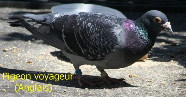 pigeon voyageur anglais[1]