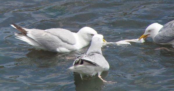 BImouettes1