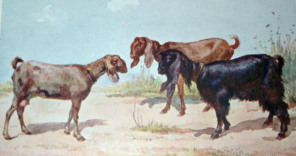 chèvres Syriennes dessin Barillot 1900