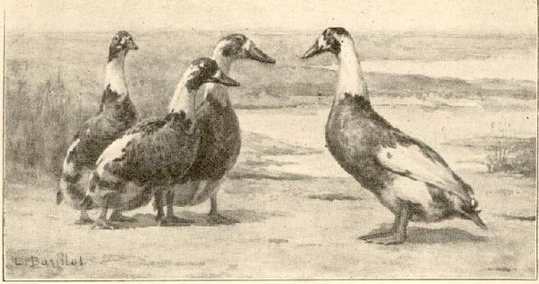 Coureur.indien1-début XX -Les poules de ma Tante-ROULLIER-