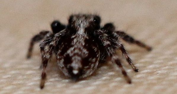 pseudeuophrys lanigera 20 (3)