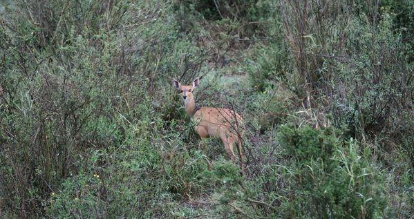 antilope-vue-du-ciel.JPG