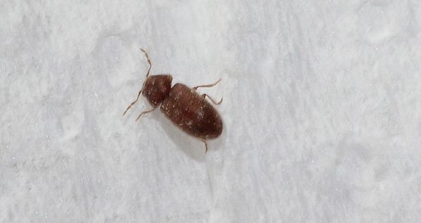 anobiidae vrillette du pain stegobium paniceum