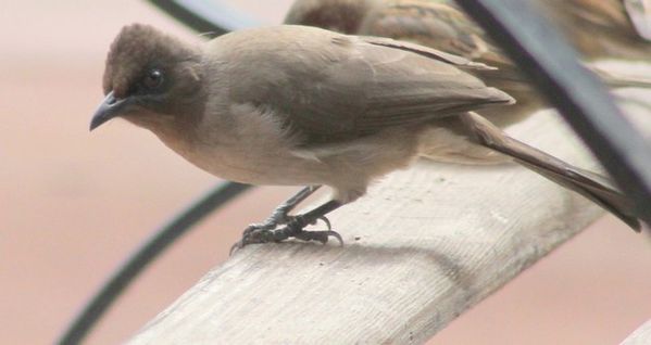 bulbul des jardins 4