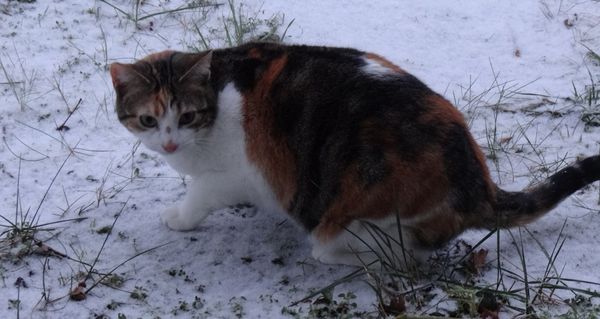 chats neige3