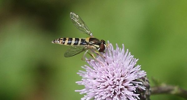 Sphaerophoria scripta 10