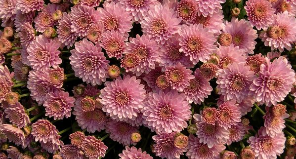 Chrysantheme-1.jpg